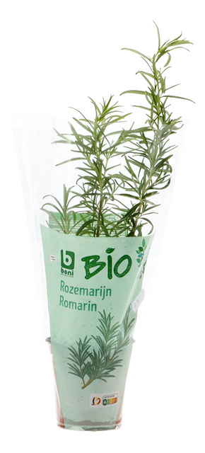 Rozemarijn vers in pot BIO 200g