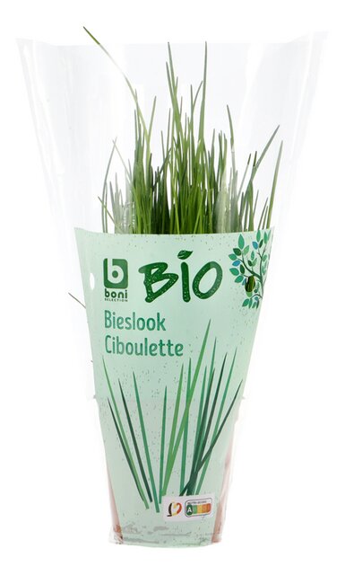 Bieslook in pot BIO 150g