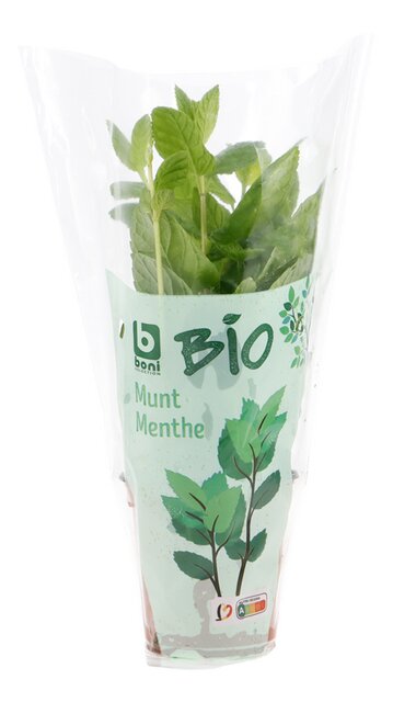 Munt vers potje BIO 200g