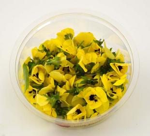 Fleurs comestibles violettes jaunes en ravier 25g