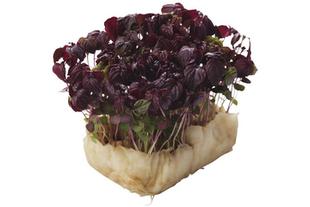 Shiso rouge caisse 1,3kg