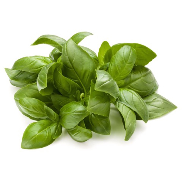 Verse basilicum plant groot 200g