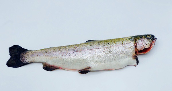 Forel 3/1 gekuist ±330g 4st ±1,3kg