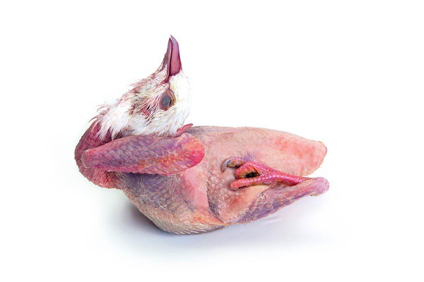 Pigeonneau de France ±450g