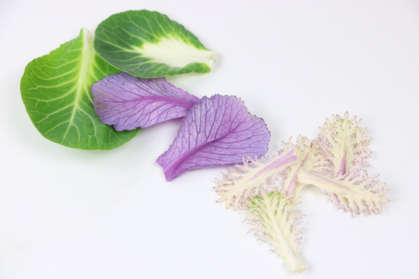 Feuilles de chou ornemental barquette 20g